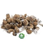 Wholesale Shrooms - Amazonian