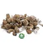 Wholesale Shrooms - Amazonian