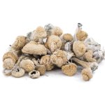 Wholesale Shrooms - Alacabenzi