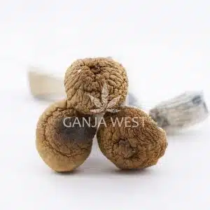 Shrooms - Arenal Volcano