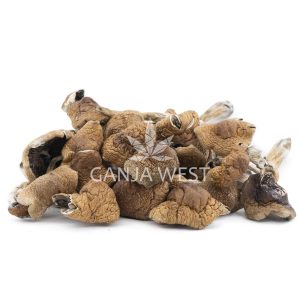 Wholesale Shrooms - Cambodian