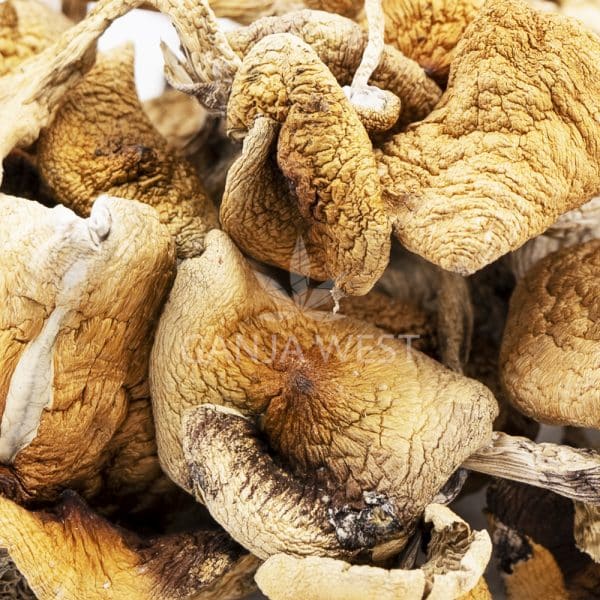 Wholesale Shrooms - Golden Teachers