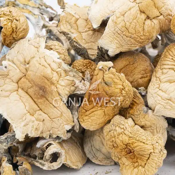 Wholesale Shrooms - Great White Monsters