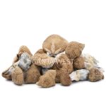 Wholesale Shrooms - Malabar