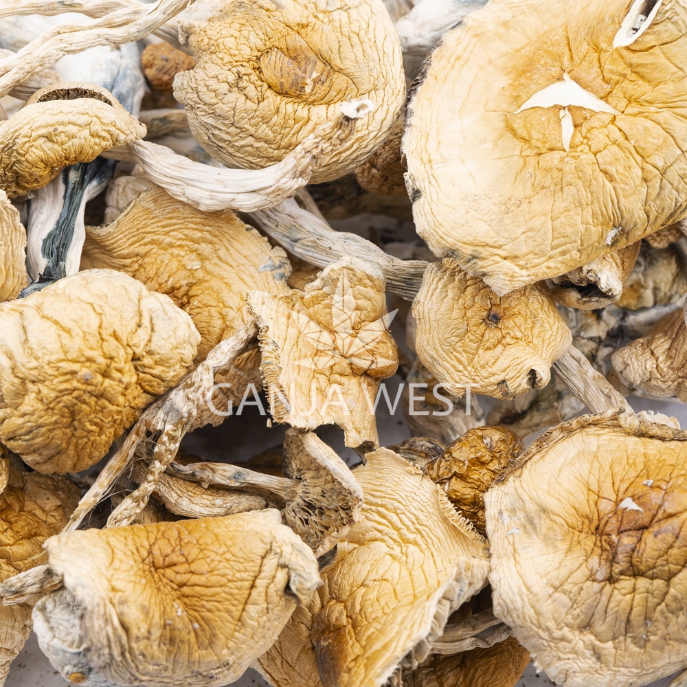 buy-weed-online-dispensary-ganja-west-mushrooms-wavy-zs-wholesale-1.jpg