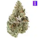 Peach Cream Gelato AAAA - Indica