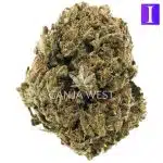 Pearly Girl AA - Indica