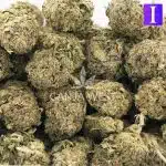 Pearly Girl AA - Indica - Image 3