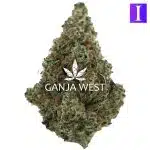 Platinum Dawg AAAA - Indica