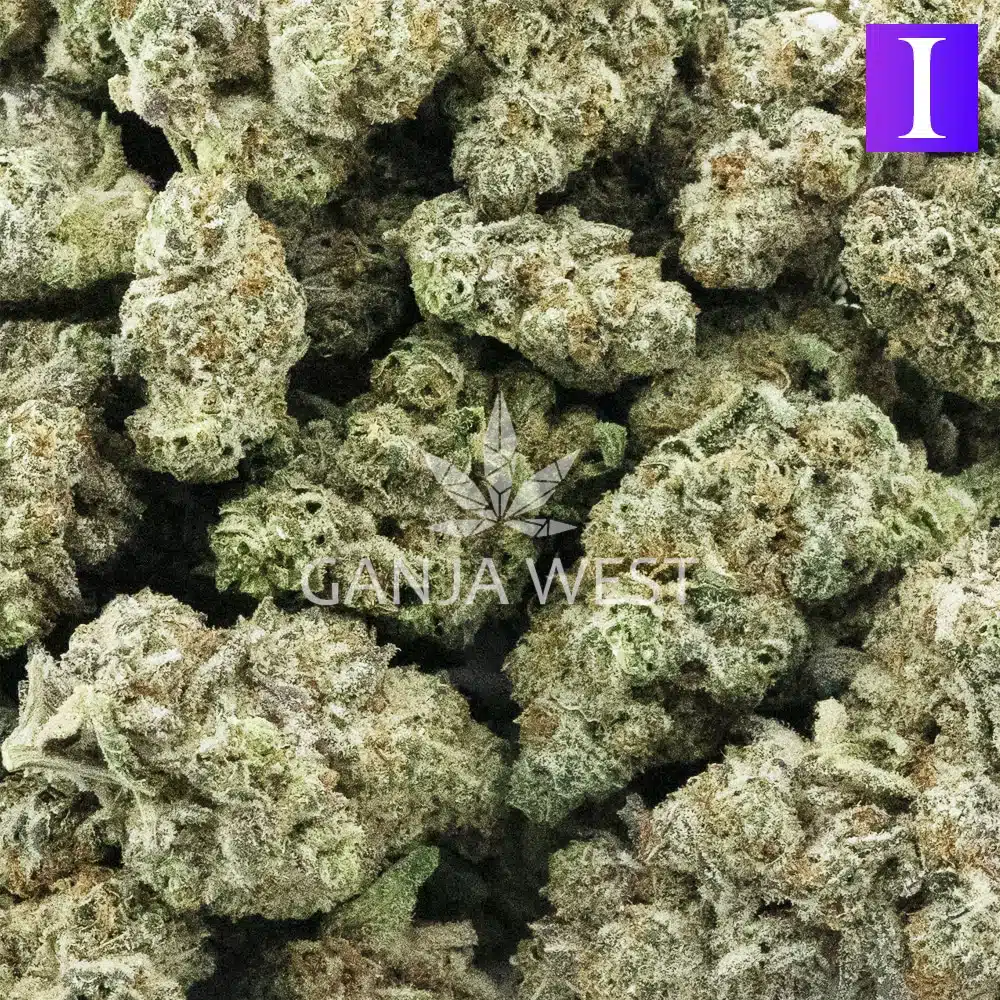 Wholesale Pure Michigan Craft Ganja West Online Dispensary