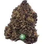 Purple Barney - AAA - Indica