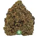 Purple Kush A - Indica