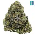 Sapphire Scout AAA - Hybrid