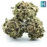White Russian AA - Hybrid - Image 2