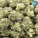 Wholesale - White Russian - AA