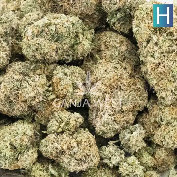 Wholesale - Tahiti Lime - AAA