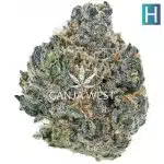 Tally Mon AAAA - Hybrid