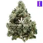 Tommy Gun AA - Indica