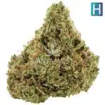 Tropical Glue AAA - Hybrid