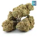 Tropical Glue AAA - Hybrid - Image 2