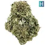 White Russian AA - Hybrid