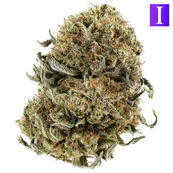 William's Wonder AA - Indica