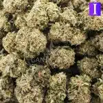 Wholesale - William's Wonder - AA