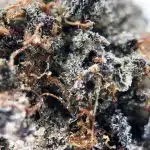 Notorious THC Craft - Animal Face x Kush Mints (7 Grams) - Image 3