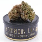 Notorious THC Craft - Cactus Breath (7 Grams)