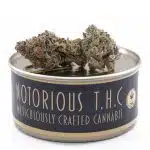 Notorious THC Craft - Cream D'Mint (7 Grams)