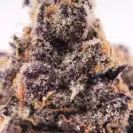 Notorious THC Craft - Dank Breath (7 Grams) - Image 3