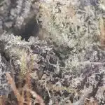 Notorious THC Craft - Dosi Pie (7 Grams) - Image 3
