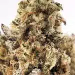 Notorious THC Craft - Kush Mints (7 Grams) - Image 3