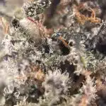Notorious THC Craft - Pink Death Star (7 Grams) - Image 3