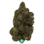 Four Star General AAAA - Indica