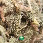 A Popcorn - Strawberry Cough - Image 3