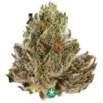 Sensi Star A - Indica