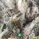 Sensi Star A - Indica - Image 3