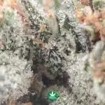 Black Bubba AA - Indica - Image 3