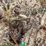 Wholesale - Black Diamond - AA - Image 3