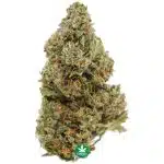 Mk Ultra AA - Indica