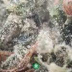 Mk Ultra AA - Indica - Image 3