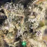AAAA - Purple Champagne - Sativa - Image 3