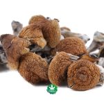 Wholesale Shrooms - Syzygy