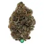 Dutch Treat AA - Indica
