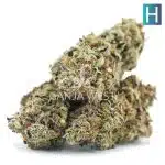 Blue Widow A - Hybrid - Image 2