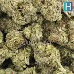 Blue Widow A - Hybrid - Image 3