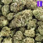 Girl Scout Candy A - Indica - Image 3