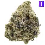 Lap Dance A - Indica