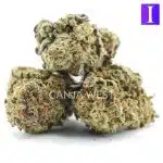 lap dance a three nug